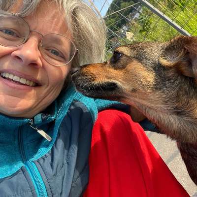 Hundetreffen-Soziales Spazieren-Bild