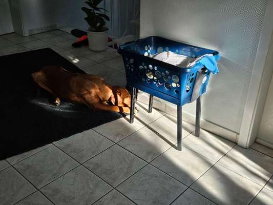 Rhodesian Ridgeback-Beitrag-Bild