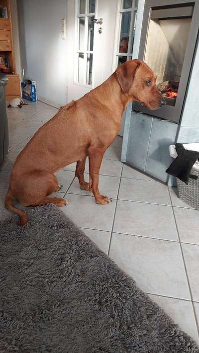 Rhodesian Ridgeback-Beitrag-Bild