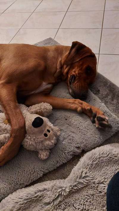 Rhodesian Ridgeback-Beitrag-Bild