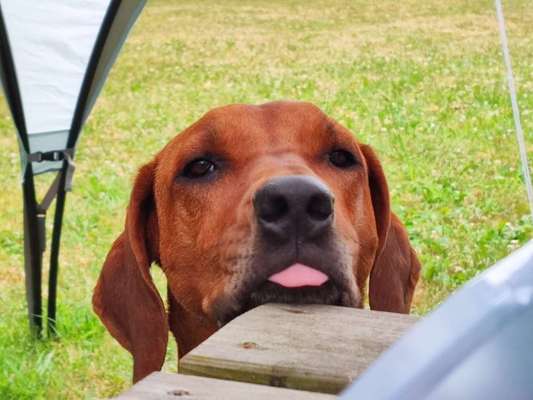 Rhodesian Ridgeback-Beitrag-Bild