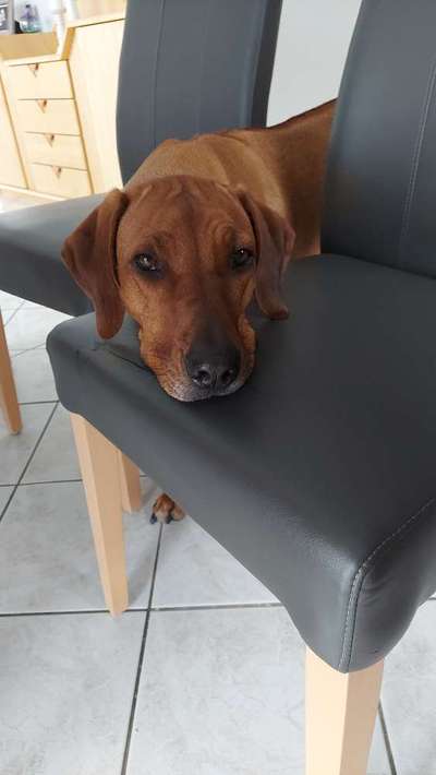 Rhodesian Ridgeback-Beitrag-Bild