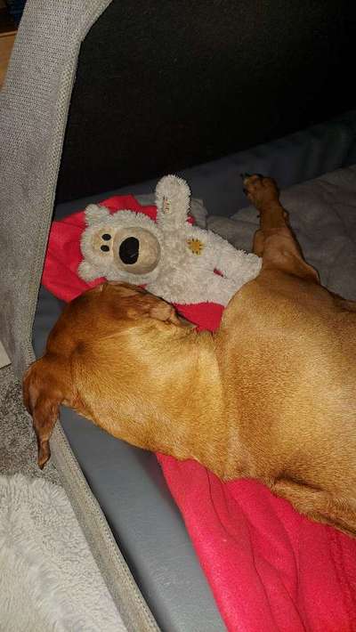 Rhodesian Ridgeback-Beitrag-Bild