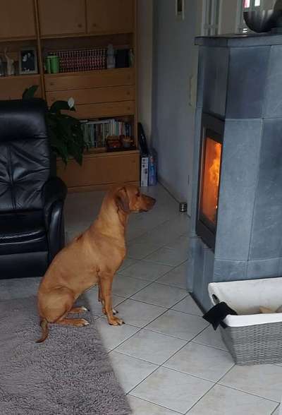 Rhodesian Ridgeback-Beitrag-Bild