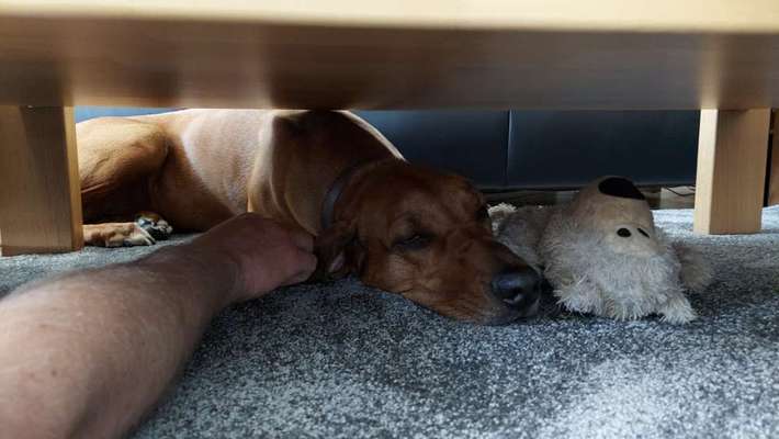 Rhodesian Ridgeback-Beitrag-Bild