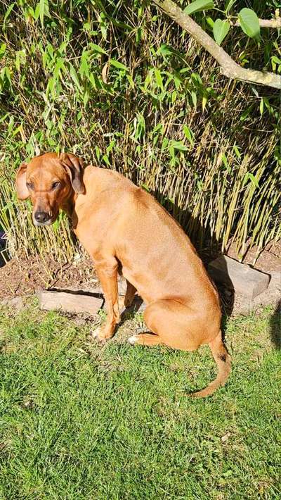 Rhodesian Ridgeback-Beitrag-Bild