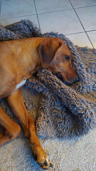 Rhodesian Ridgeback-Beitrag-Bild