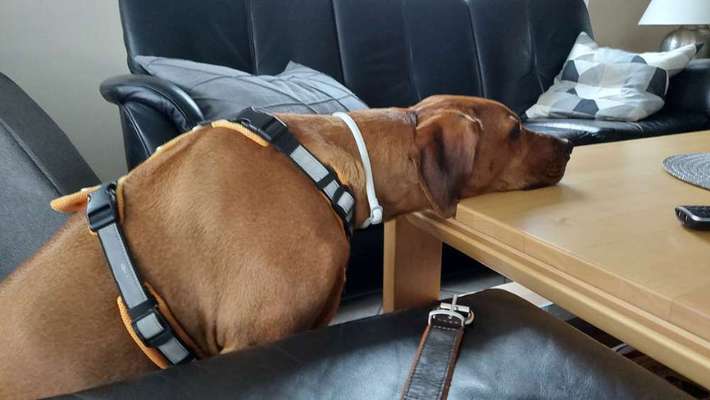 Rhodesian Ridgeback-Beitrag-Bild