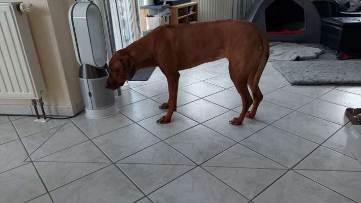 Rhodesian Ridgeback-Beitrag-Bild
