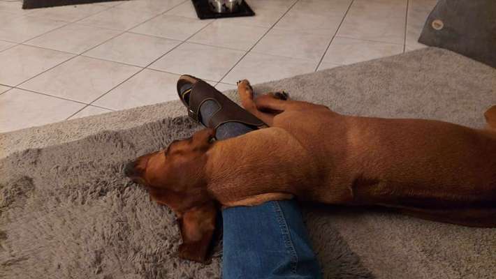 Rhodesian Ridgeback-Beitrag-Bild