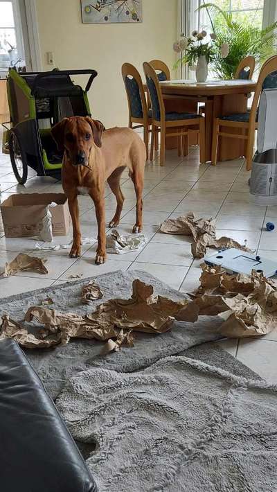 Rhodesian Ridgeback-Beitrag-Bild