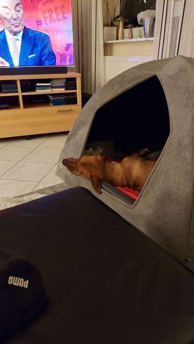 Rhodesian Ridgeback-Beitrag-Bild