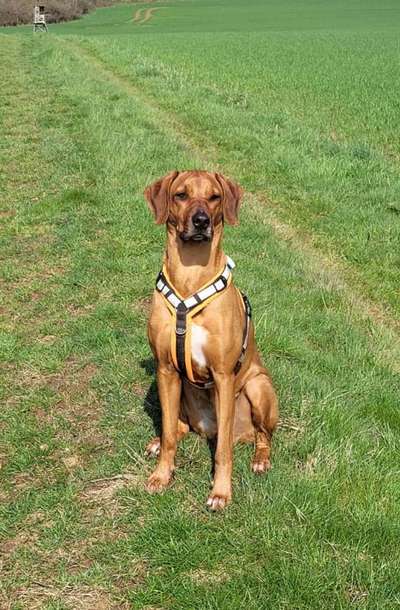 Rhodesian Ridgeback-Beitrag-Bild