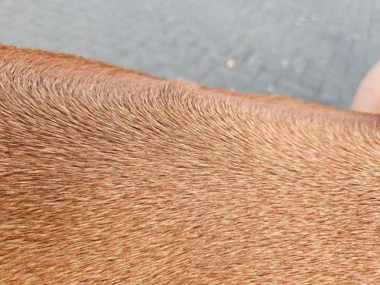 Rhodesian Ridgeback-Beitrag-Bild