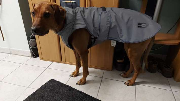 Rhodesian Ridgeback-Beitrag-Bild