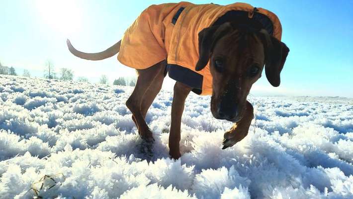 Rhodesian Ridgeback-Beitrag-Bild