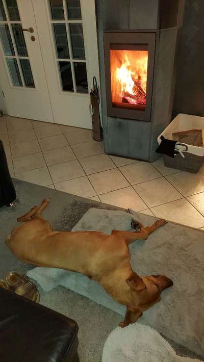 Rhodesian Ridgeback-Beitrag-Bild