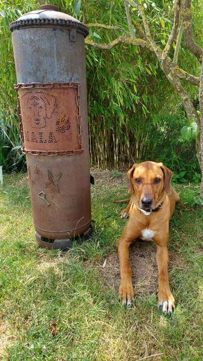 Rhodesian Ridgeback-Beitrag-Bild