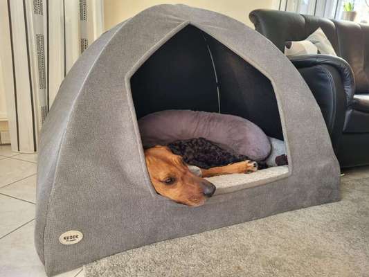 Rhodesian Ridgeback-Beitrag-Bild