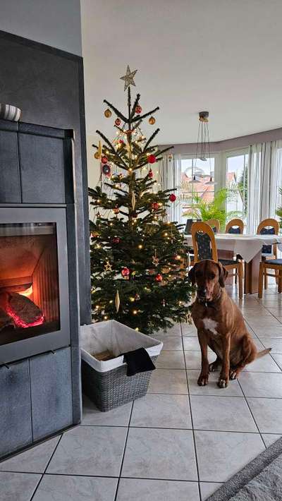 Rhodesian Ridgeback-Beitrag-Bild