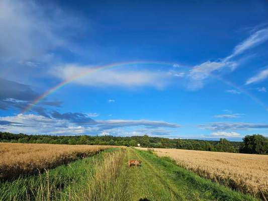 Rhodesian Ridgeback-Beitrag-Bild