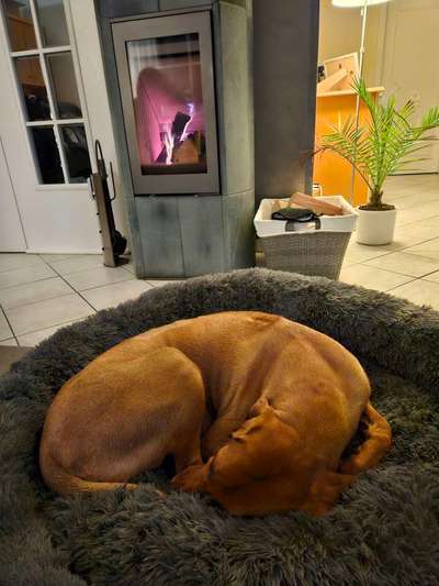 Rhodesian Ridgeback-Beitrag-Bild
