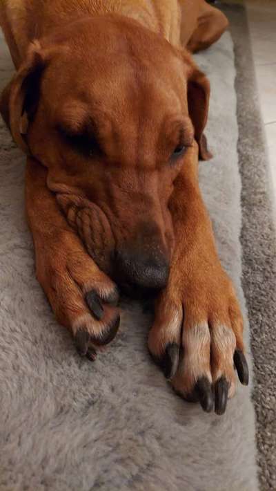 Rhodesian Ridgeback-Beitrag-Bild