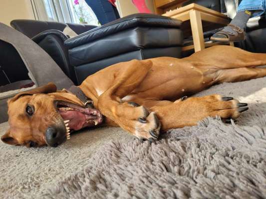 Rhodesian Ridgeback-Beitrag-Bild
