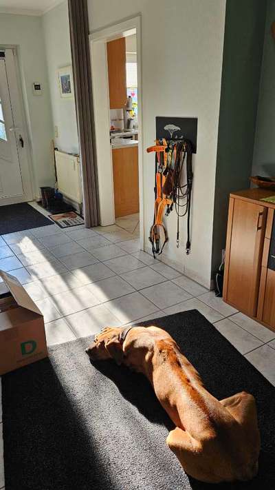 Rhodesian Ridgeback-Beitrag-Bild