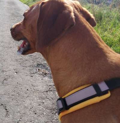 Rhodesian Ridgeback-Beitrag-Bild