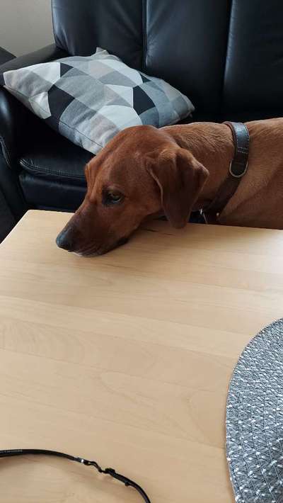 Rhodesian Ridgeback-Beitrag-Bild