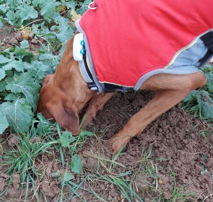 Rhodesian Ridgeback-Beitrag-Bild