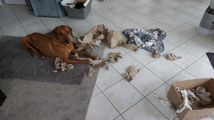Rhodesian Ridgeback-Beitrag-Bild
