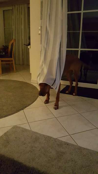 Rhodesian Ridgeback-Beitrag-Bild