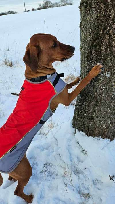 Rhodesian Ridgeback-Beitrag-Bild
