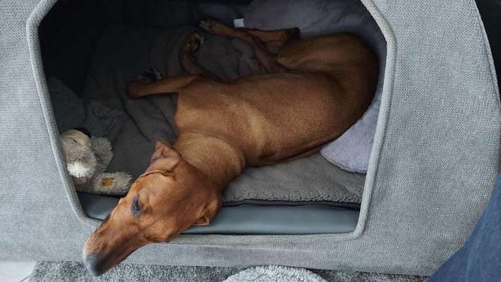 Rhodesian Ridgeback-Beitrag-Bild