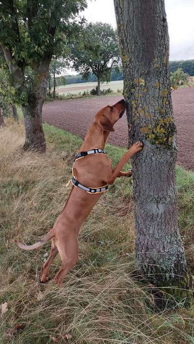 Rhodesian Ridgeback-Beitrag-Bild