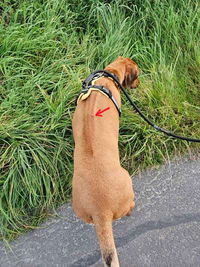 Rhodesian Ridgeback-Beitrag-Bild
