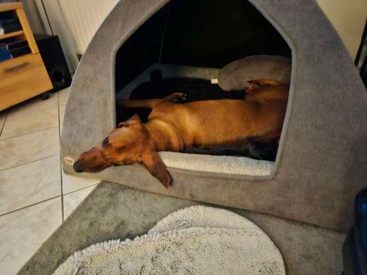 Rhodesian Ridgeback-Beitrag-Bild