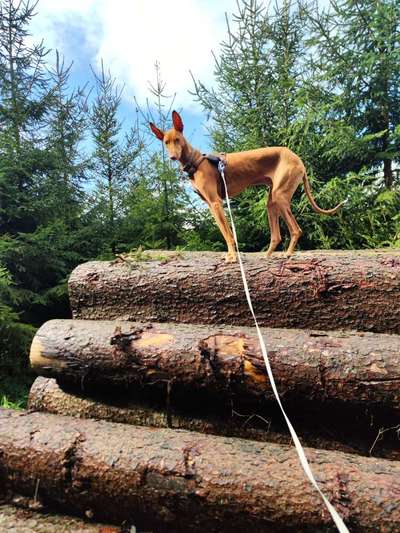 Podenco/Mischlinge hier? :-)-Beitrag-Bild