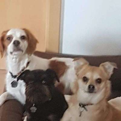 Reinrassige Hunde?-Beitrag-Bild