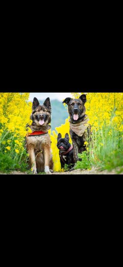 Hundetreffen-Hund gassi gehen-Bild