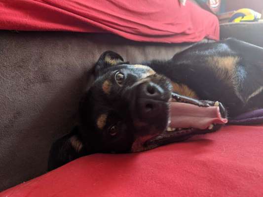 Zeigt mir die tollste Nahaufnahme von eurer Fellnase-Beitrag-Bild