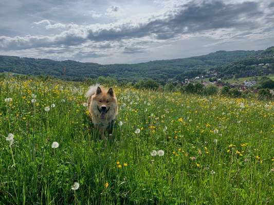 Eurasier hier?-Beitrag-Bild