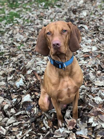 Hundetreffen-Spiel- und Gassirunde 🐾-Bild