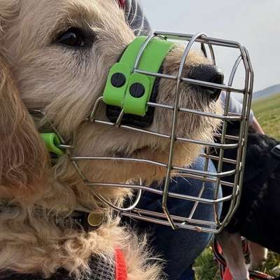 %{de_profession_title}-Maulkorbberatung und Anpassung-Bild