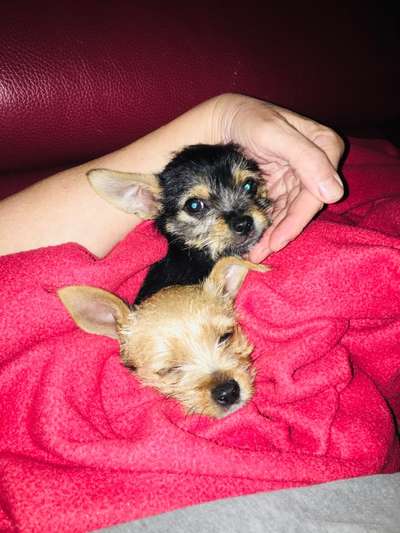 Welpen Bilder !-Beitrag-Bild