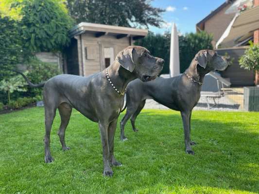 Deutsche Doggen Besitzer zeigt euch-Beitrag-Bild