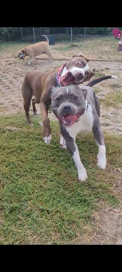 Dogorama Photo Challenge - Spielgesicht-Beitrag-Bild