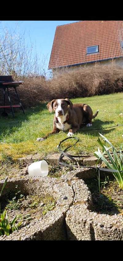 Challenge 23 : "  Euer Hund beim Frühlingserwachen "-Beitrag-Bild